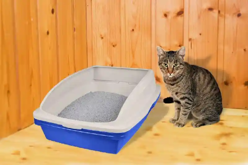 Van Ness Sifting Catpan With Frame